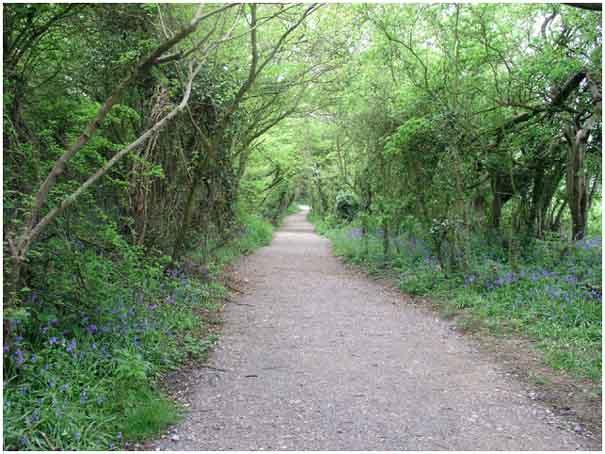 Bluebells in Bridle Path