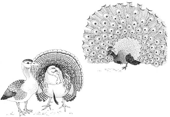 Peacock, Turkey, and Goose