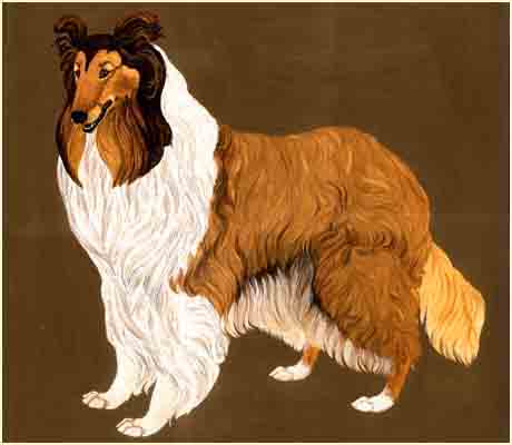 Collie