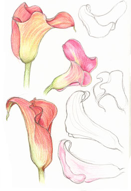 arum