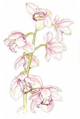 Laeliocattleya