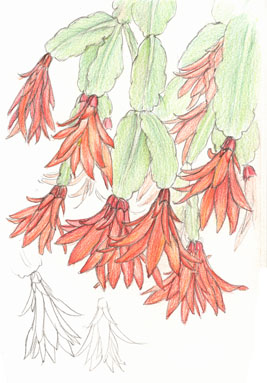 Ripsaldopsis