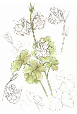 Aquilegia