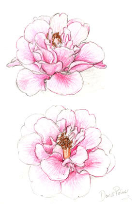 Camellia