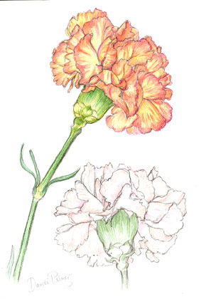 Carnation