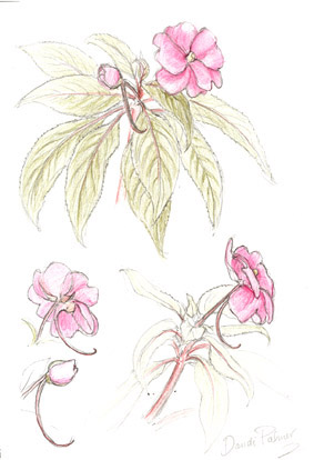 Impatiens