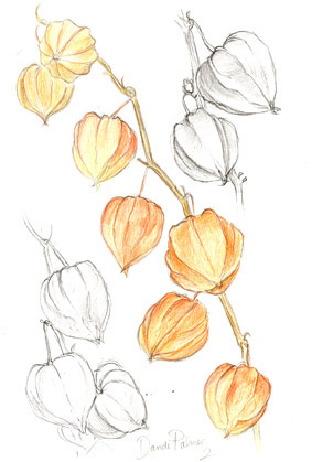 Physalis