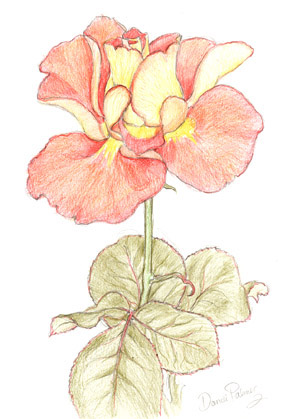 rose