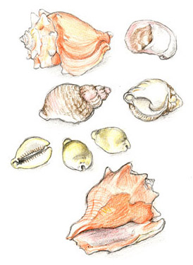 Whelk and cowrie