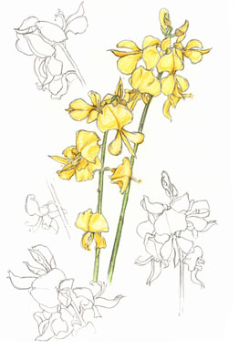 broom