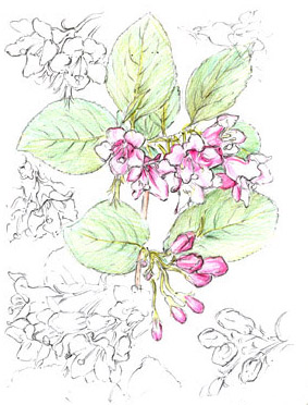 Weigela
