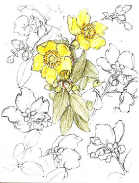 Hypericum