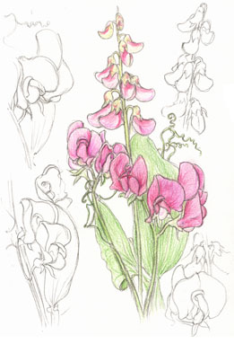 Everlasting pea