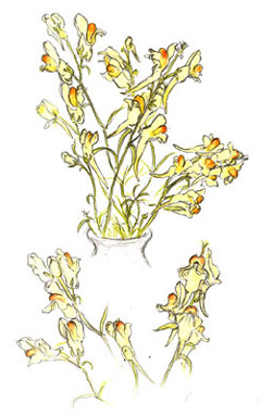 Toadflax