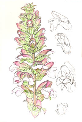 Acanthus&nbsp;(Bear's breeches)
