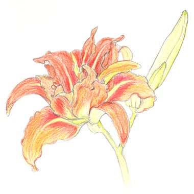 Hemerocallis