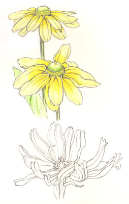 Rudbeckia