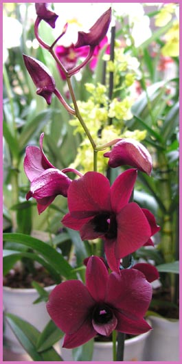 Dendrobium