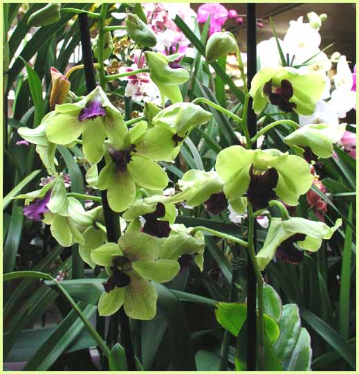 Dendrobium