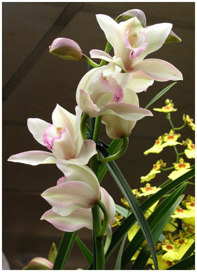 Cattleya