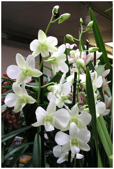 Dendrobium