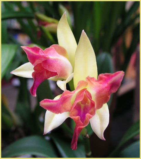 Cattleya