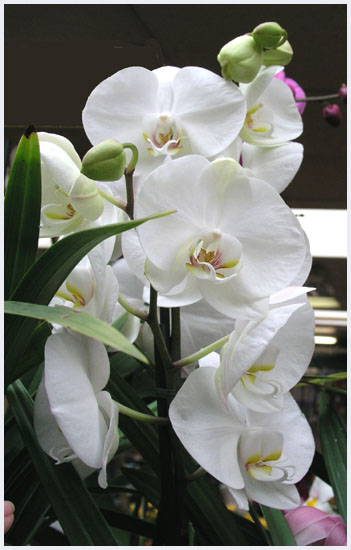 Phalaenopsis - Moth Orchid