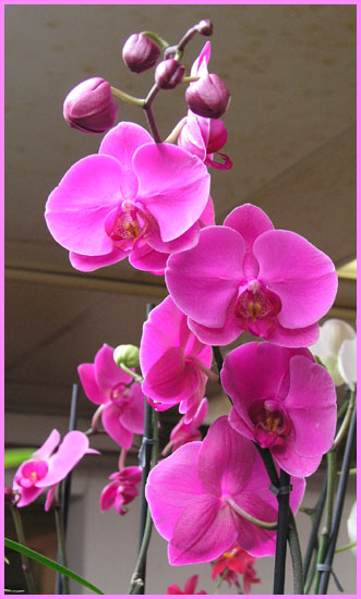 Phalaenopsis - Moth Orchid
