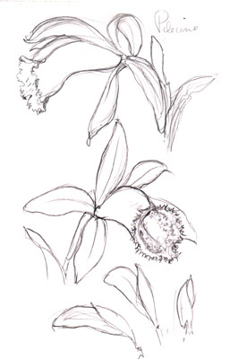 Pleione