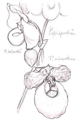 Paphiopodium