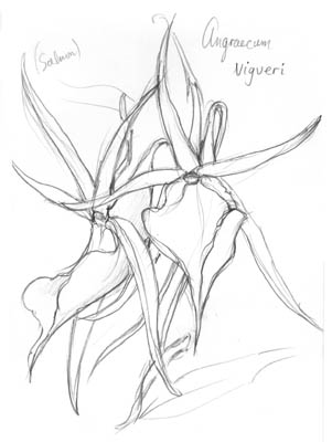 Angraecum vigueri