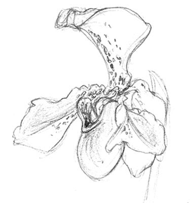 Pathiopedilum