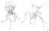 Paphiopedilium