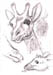 Giraffe and Okapi