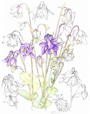 Aquilegia