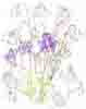 Aquilegia