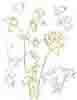 Bladderwort