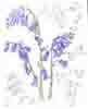 Bluebells