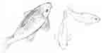 Carp, Conservatory, Barbican