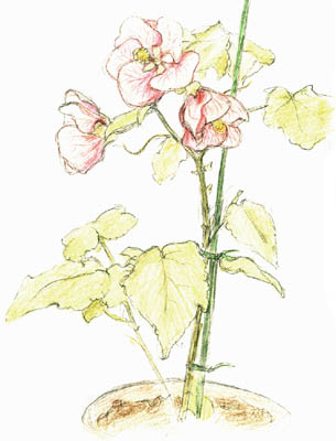 Abutilon