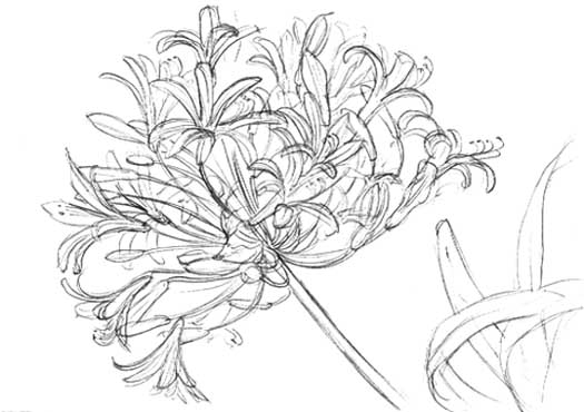 agapanthus