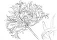 Agapanthus