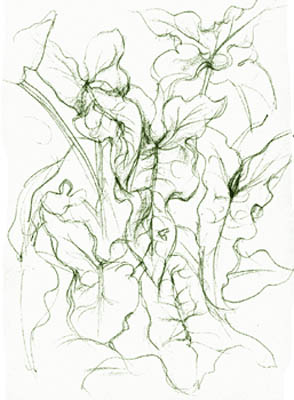 Arum leaves