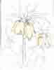 Crown Imperial