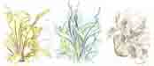 Asplenium nidus