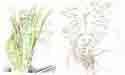 Philodendron