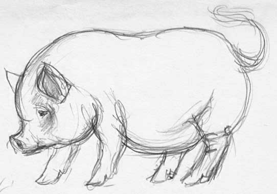 Pot Bellied Pig