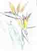 Strelitzia