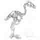 Dodo Skeleton