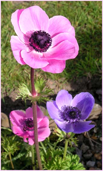 Anemome